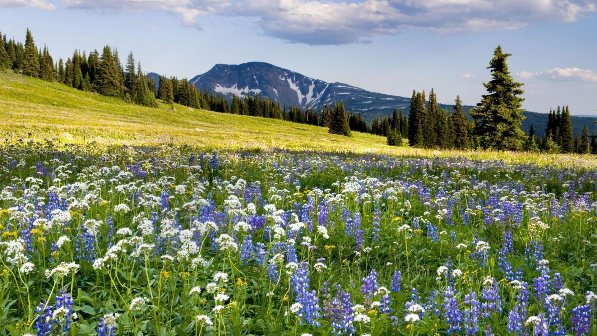 1920x1080 Flowers In Rocky Meadow Wallpaper, Desktop