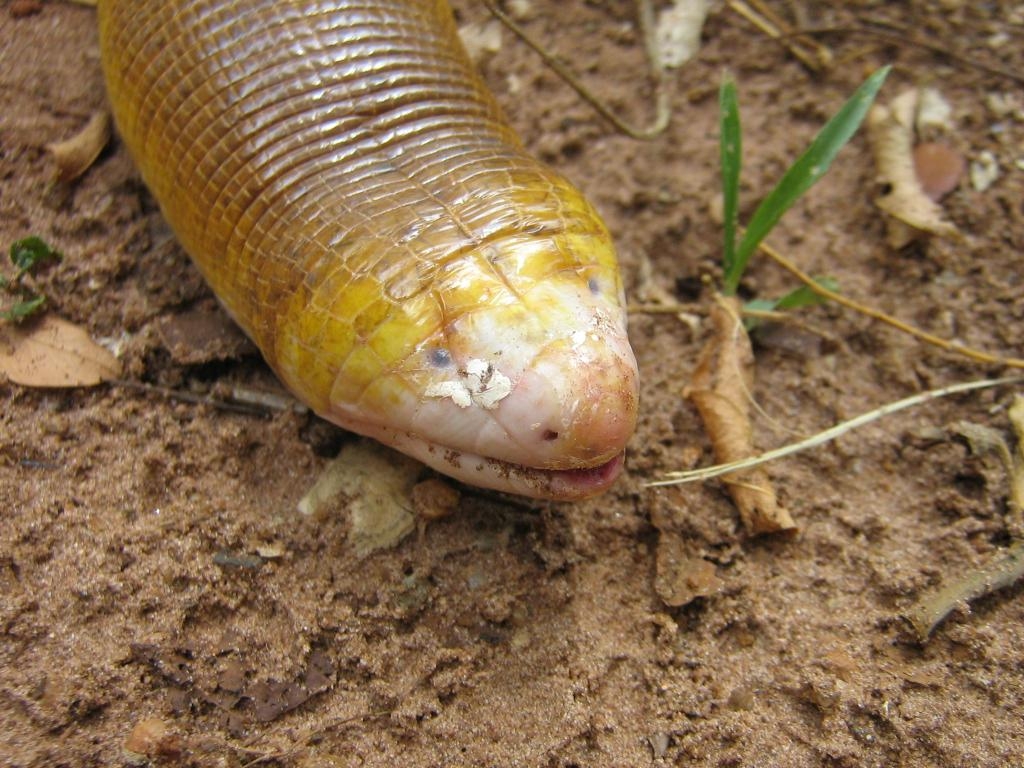 1030x770 CalPhotos: Amphisbaena alba; Red Worm Lizard, Desktop