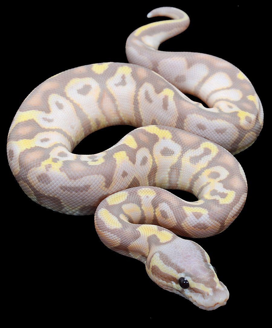 900x1090 Return to Album. Ball python morphs, Pet snake, Ball python, Phone