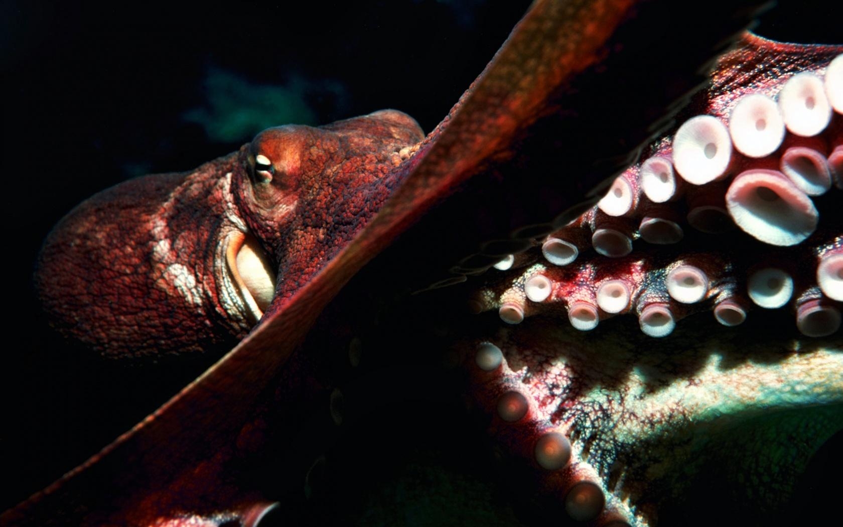 1680x1050 mild blogs: octopus wallpaper, Desktop