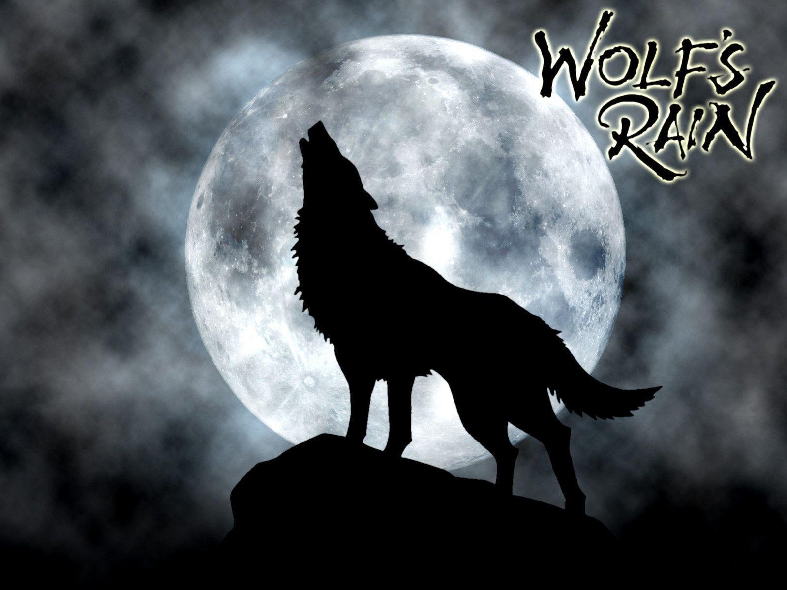 1600x1200 image For > White Wolf Howling At Full Moon, Desktop