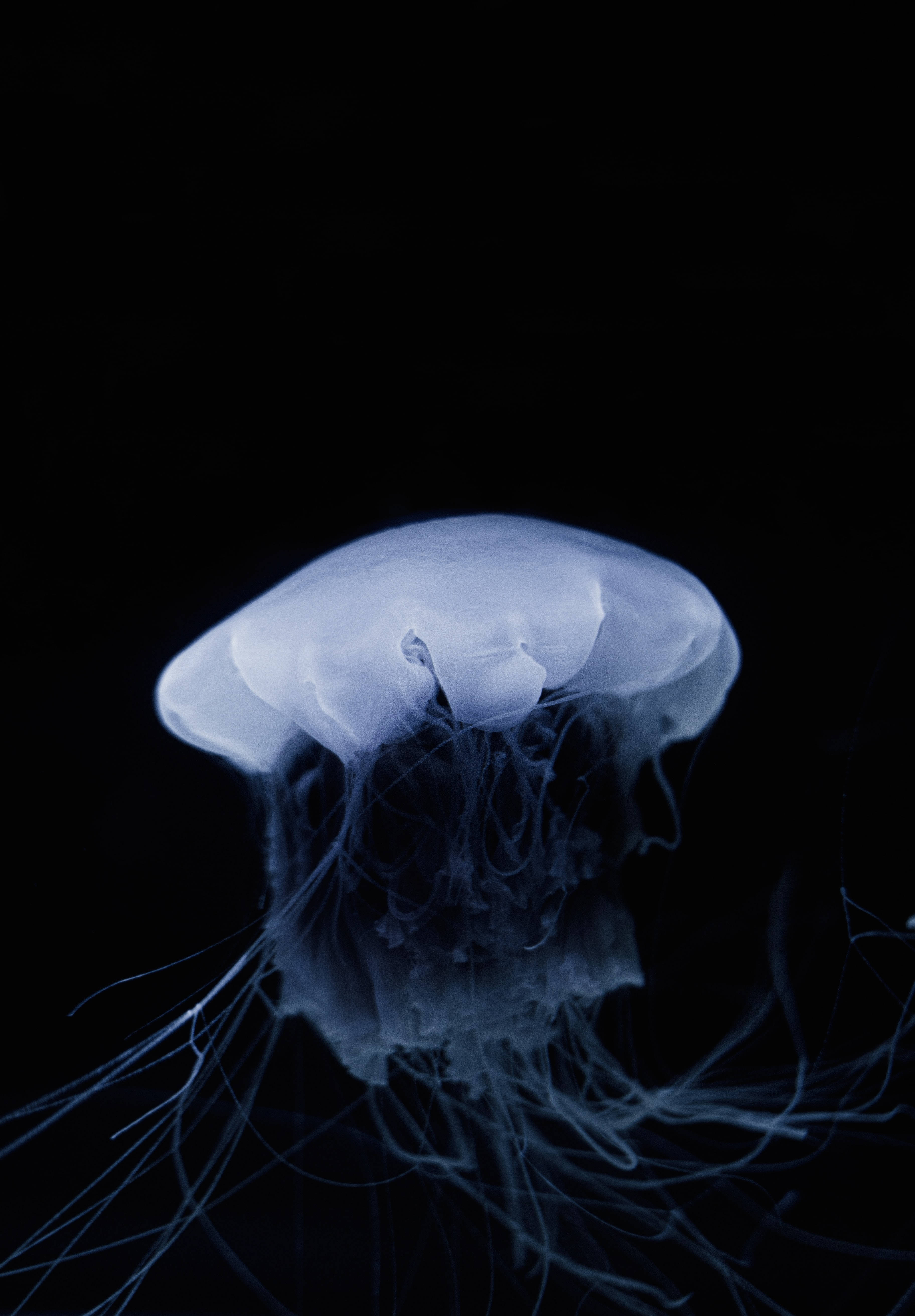 3650x5250 Download Jellyfish Wallpaper, Phone