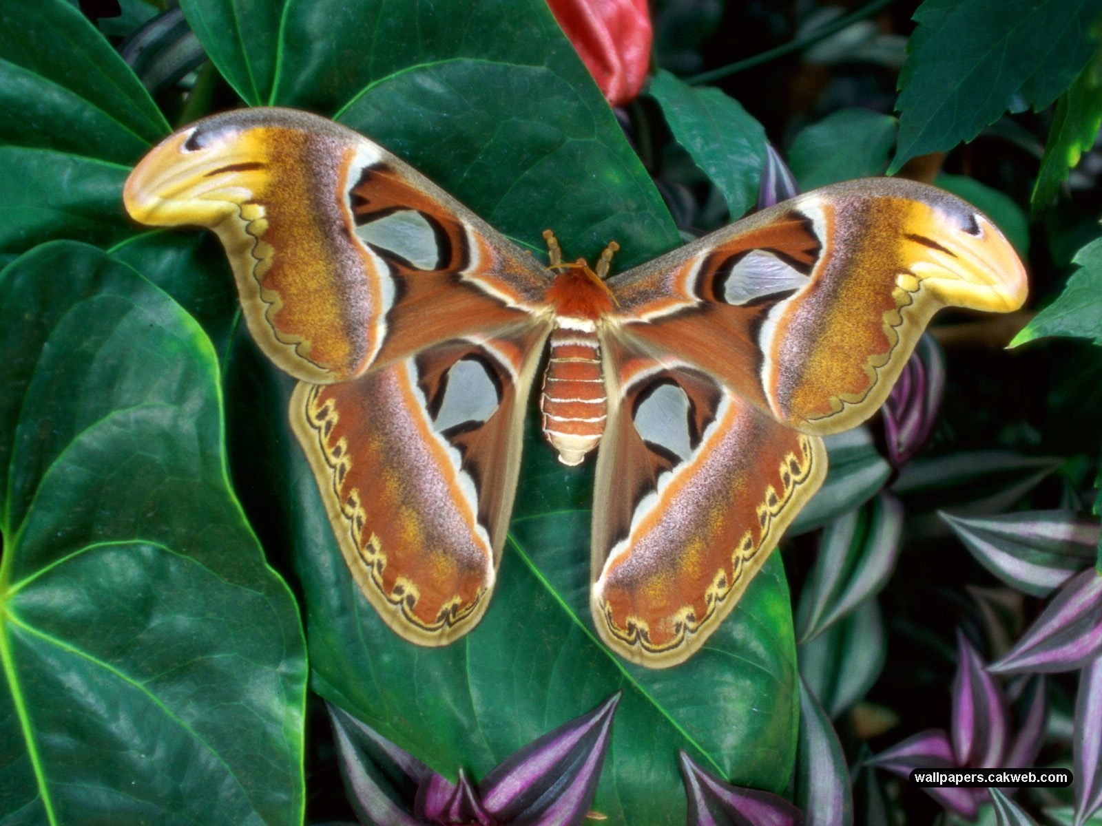 1600x1200 Moth Wallpaper, Picture, Image, Desktop