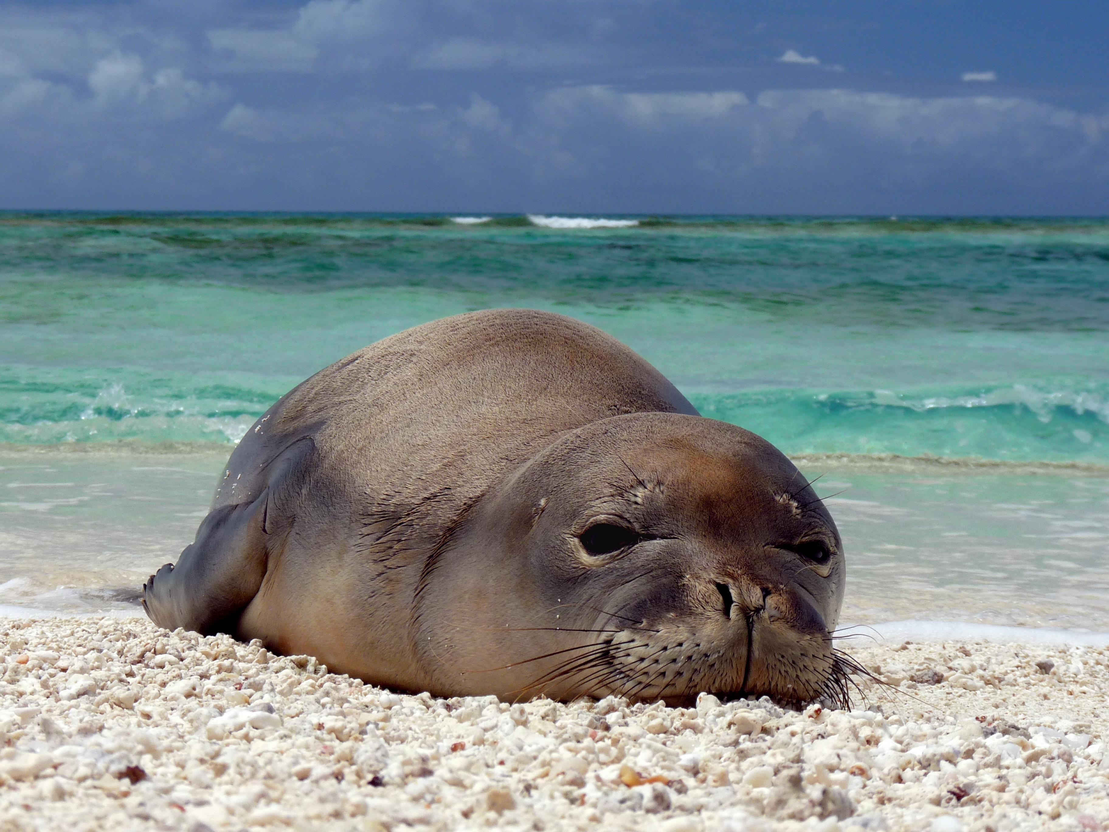 3650x2740 Monk seal, Desktop