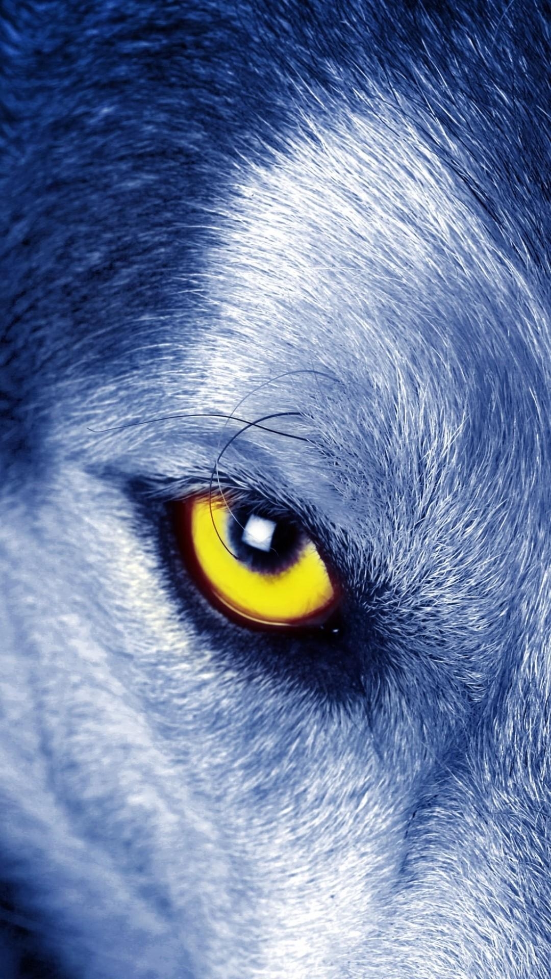 1080x1920 Wolf Wallpaper for iPhone, Phone