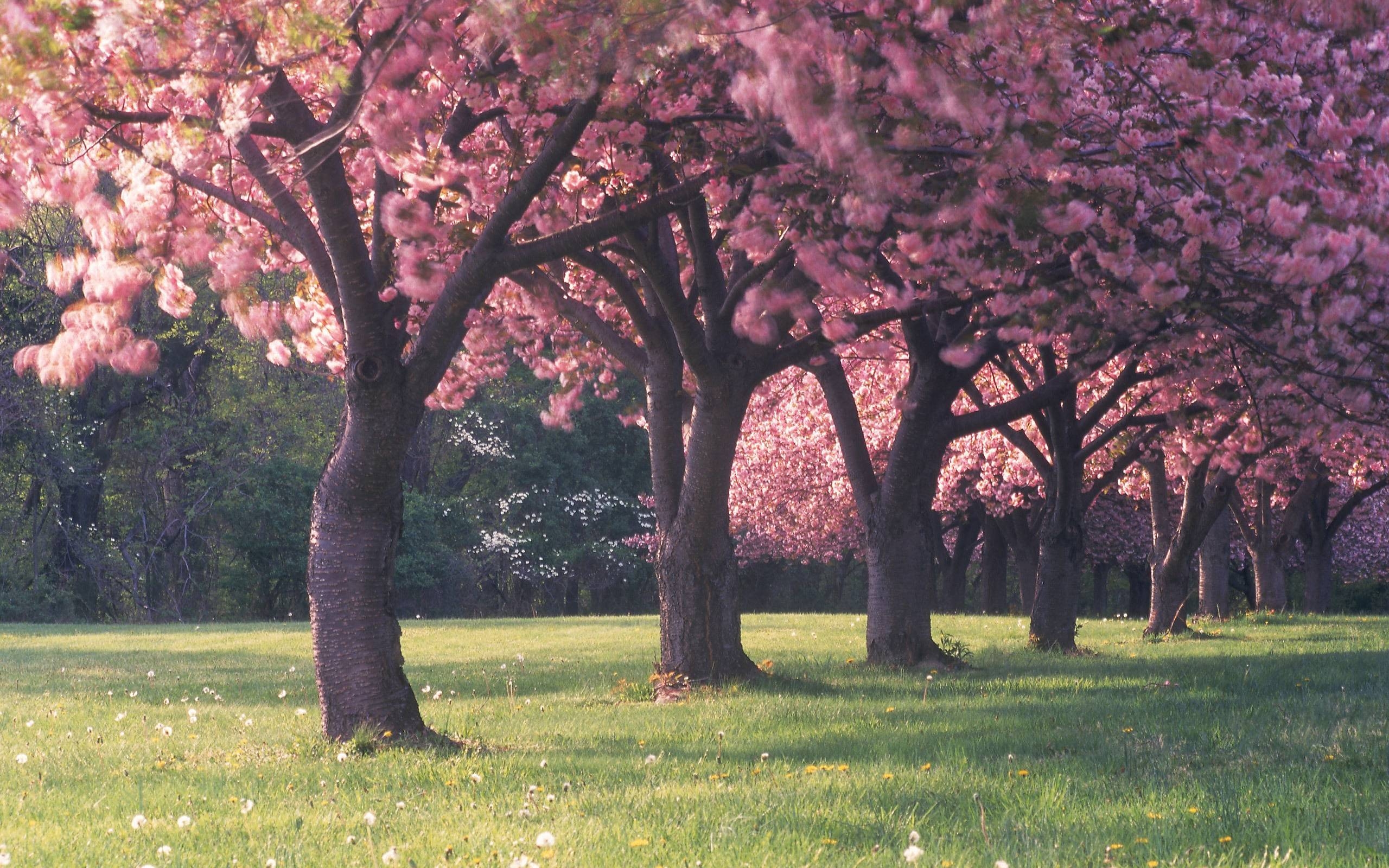 2560x1600 Sakura flower background Japanese image download, Desktop