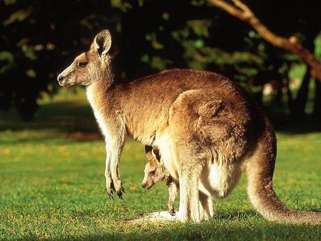 1030x770 Free Kangaroo Wallpaper download, Desktop