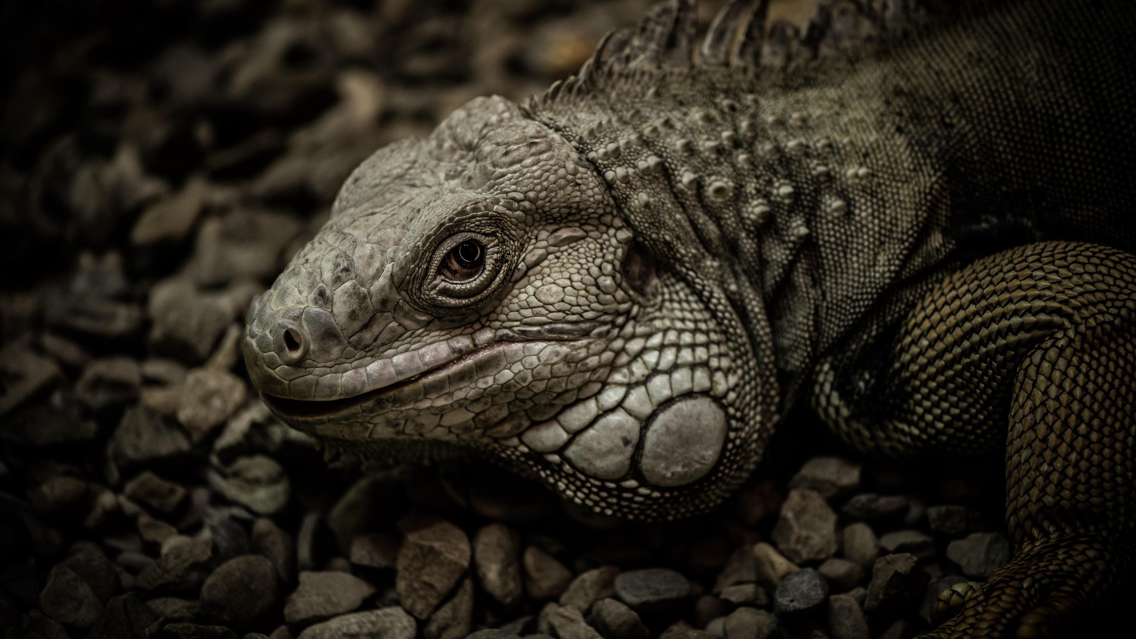 3840x2160 Iguana Close Up 4K UltraHD Wallpaper. Wallpaper Studio 10, Desktop