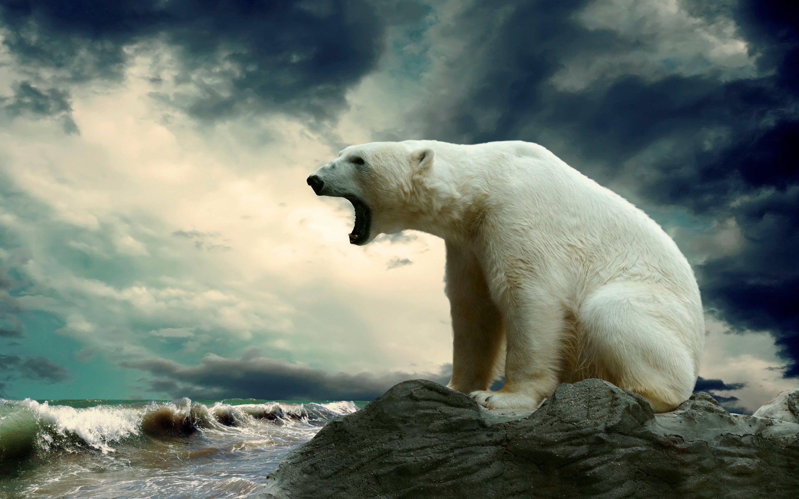 2560x1600 Amazing Polar Bear Wallpaper PC Wallpaper. High Resolution, Desktop