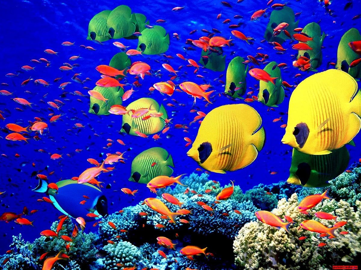 1200x900 Awesome Coral Reef, Fish, Coral Reef Fish background. Download TOP Free photo, Desktop