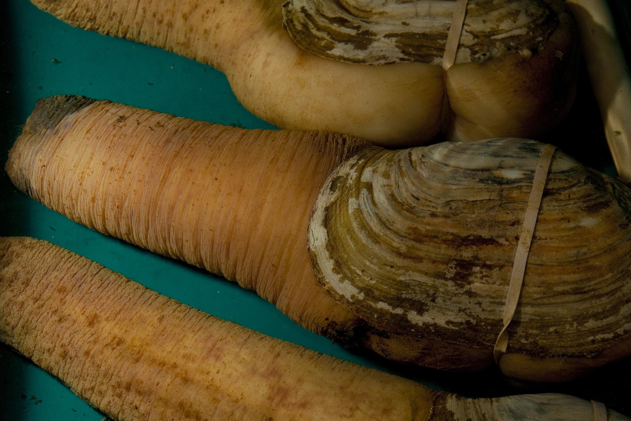 2050x1370 Strange American Delicacies: The Northwestern Geoduck, Desktop