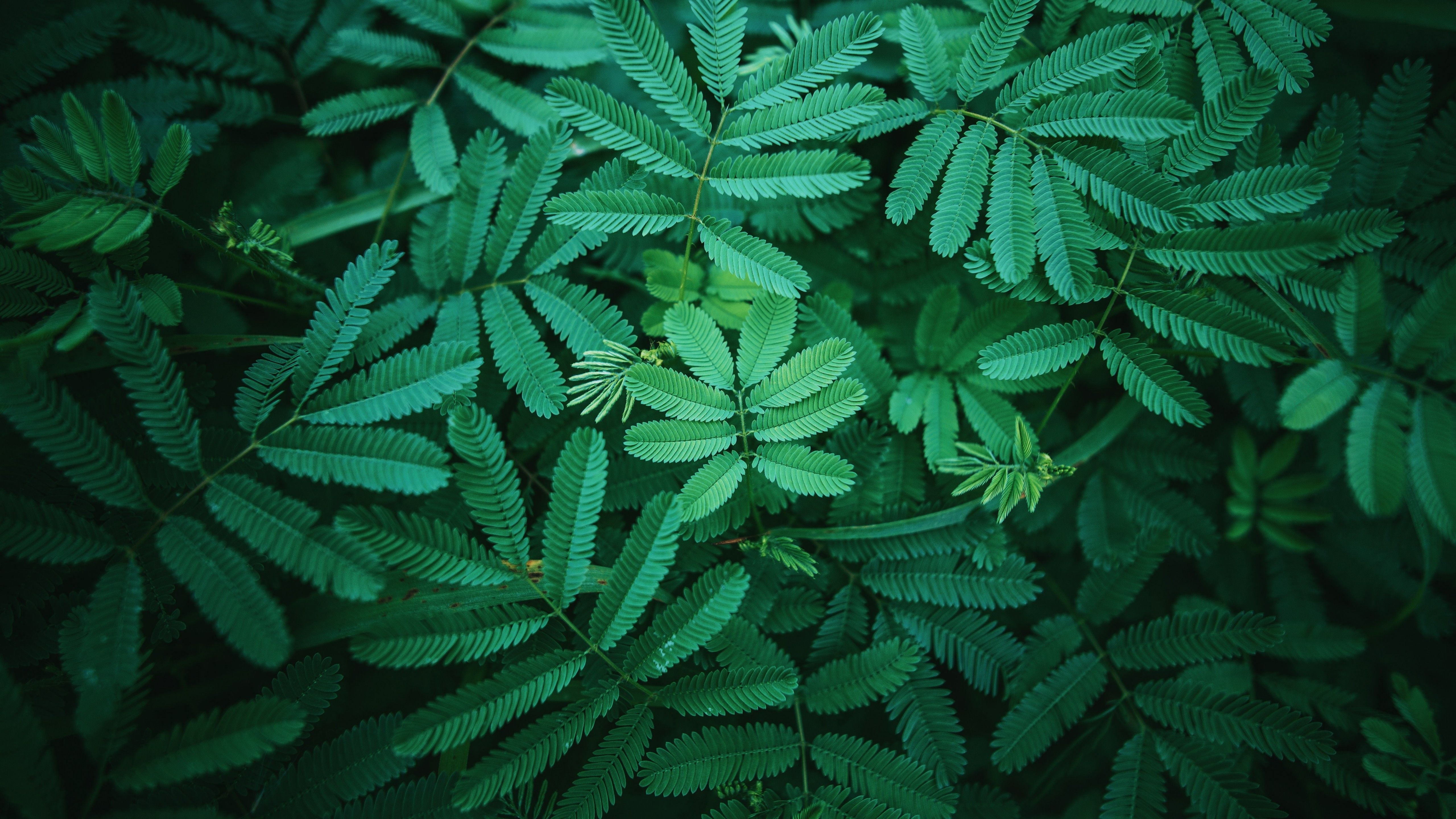 5120x2880 Leaves 4K Wallpaper, Green, Spring, 5K, Nature, Desktop