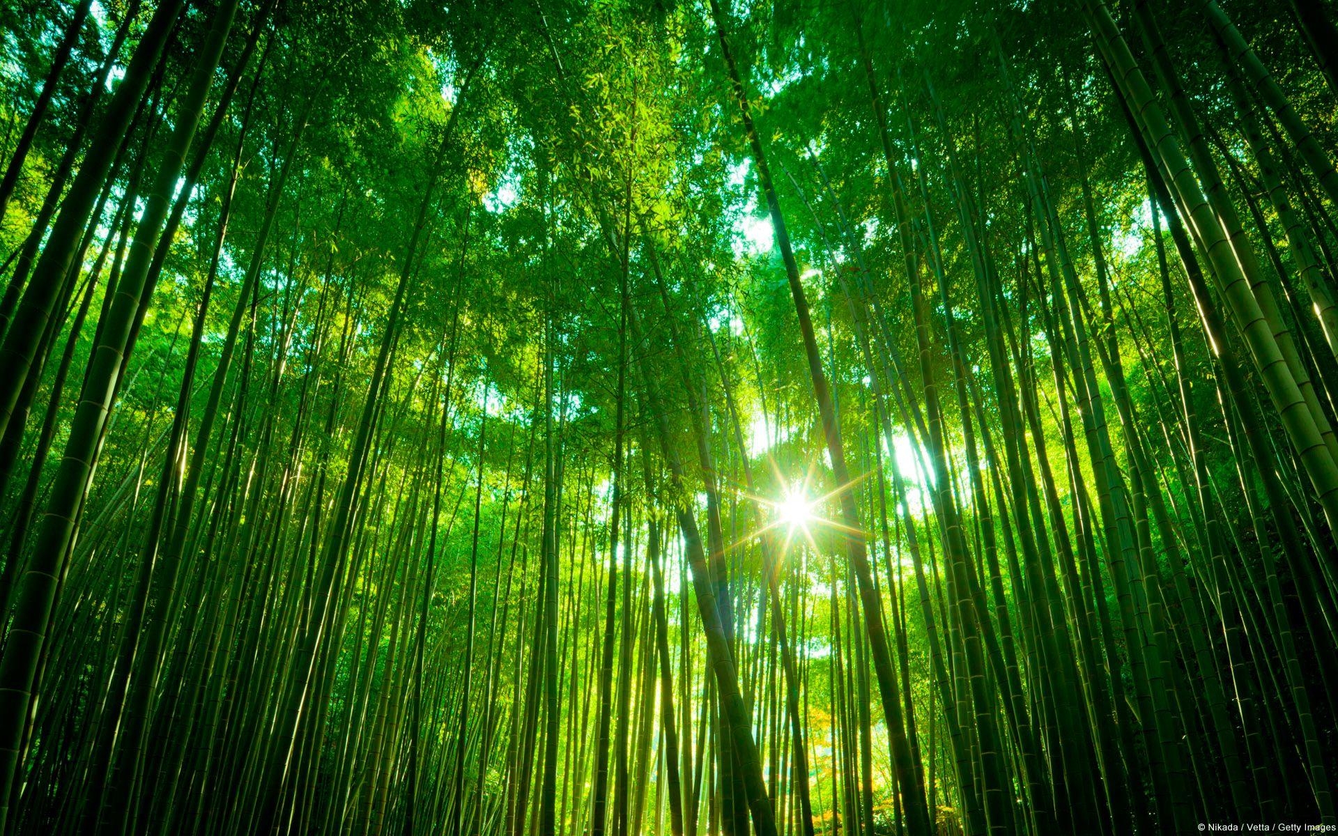 1920x1200 Featured Wallpaper. _Brands image. Bamboo forest japan, Bamboo, Desktop