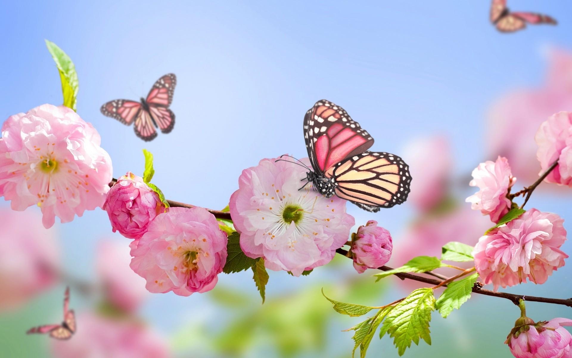 1920x1200 Spring Flower Wallpaper, Desktop