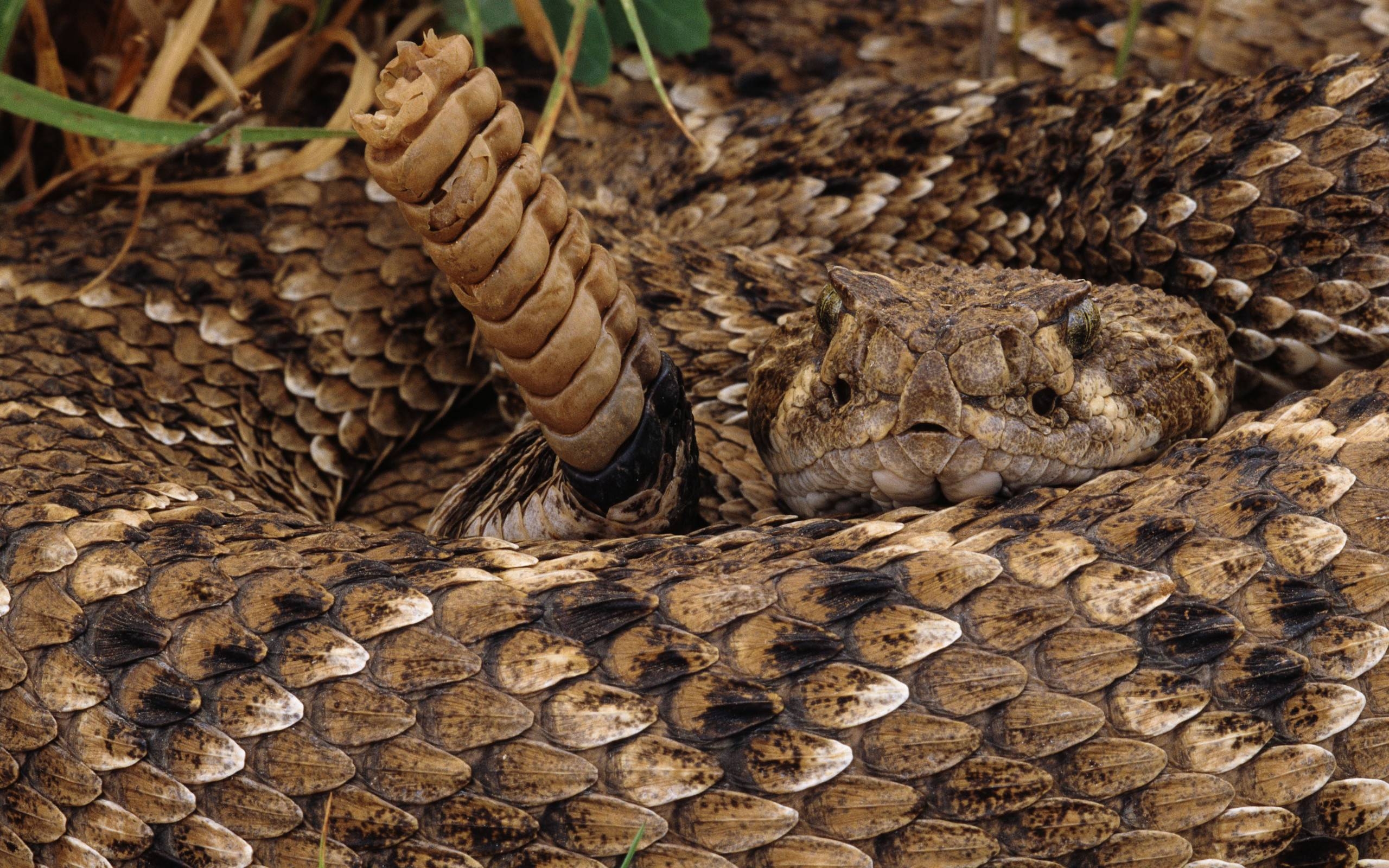 2560x1600 Rattlesnake Wallpaper, Desktop