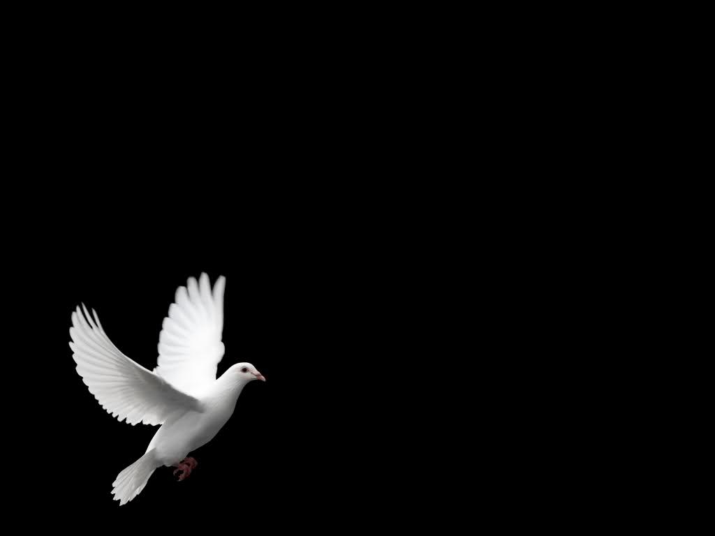 1030x770 Dove wallpaperx768, Desktop