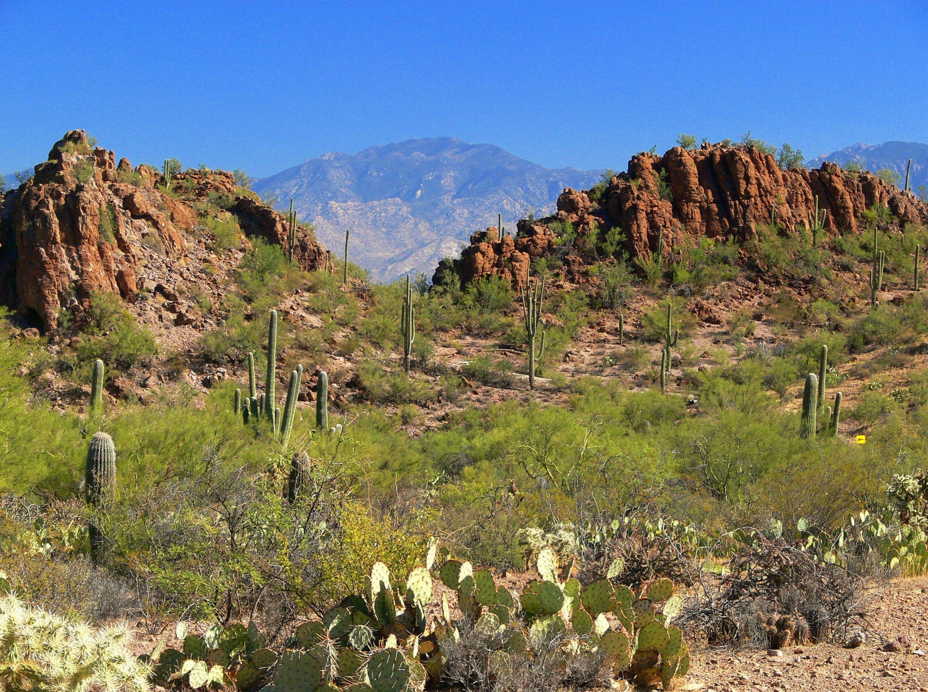 3200x2390 Saguaro National Park West, Arizona, Desktop