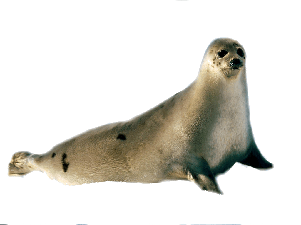 1030x770 Seal PNG image, Desktop