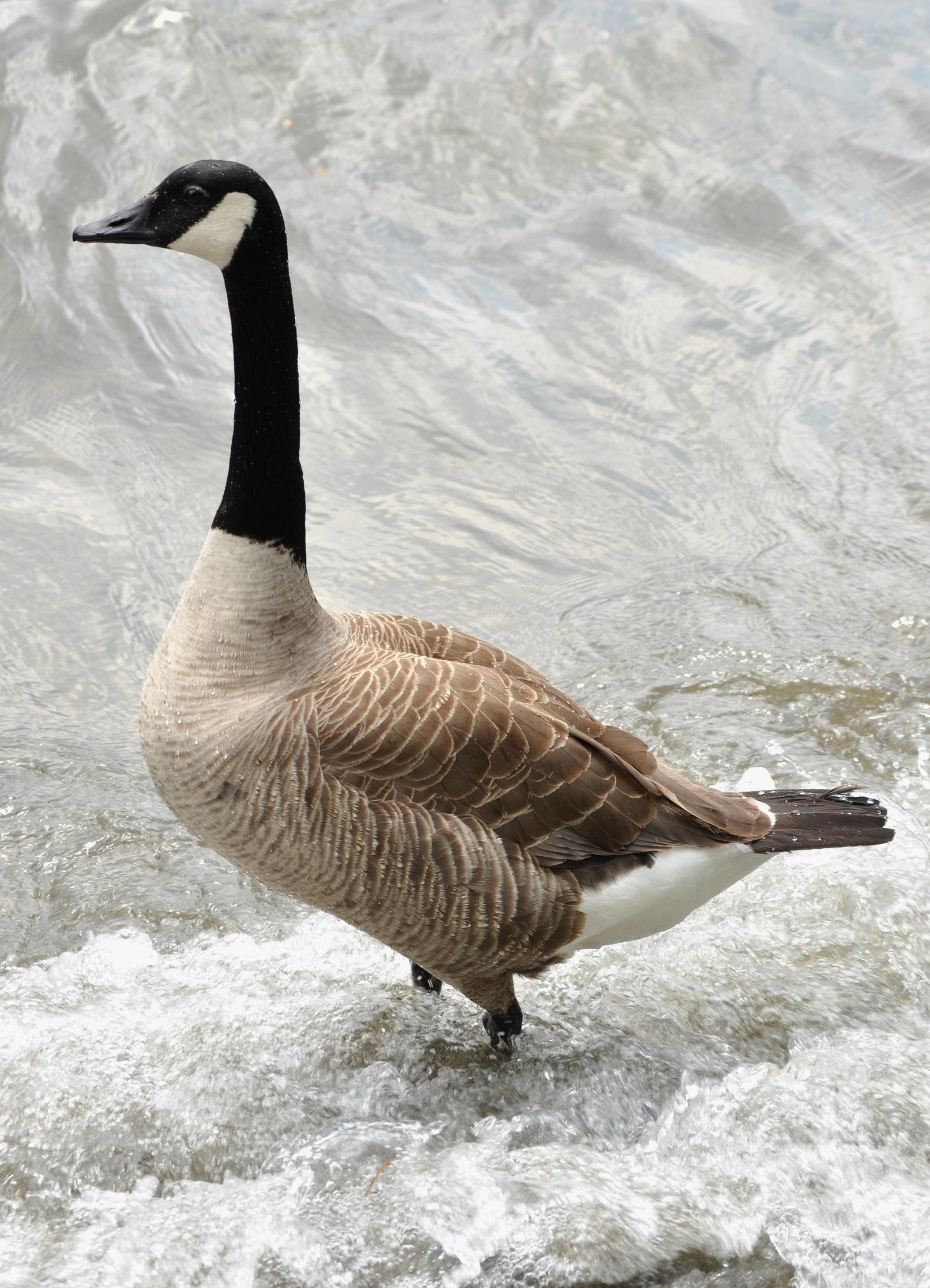 2140x2960 Goose Wallpaper HD Download, Phone