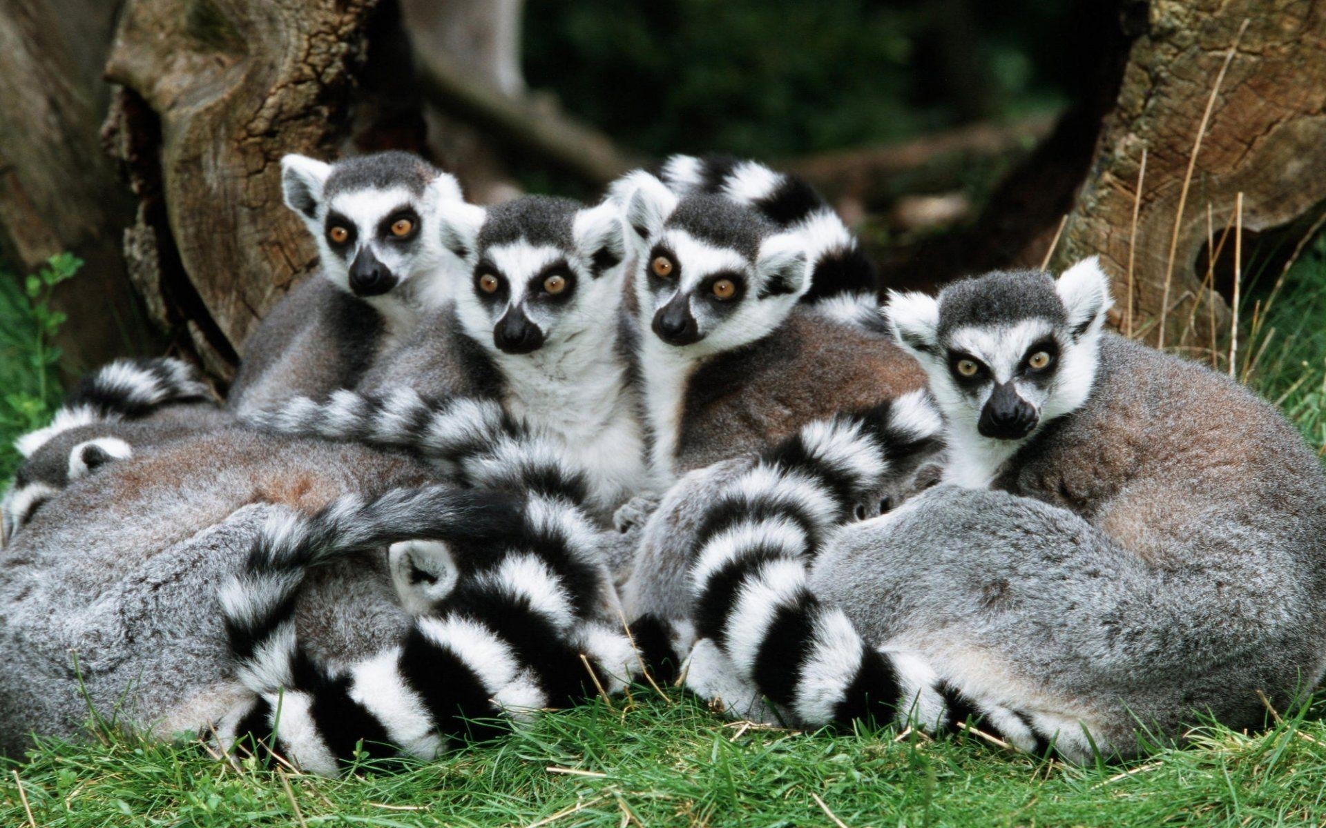 1920x1200 Lemur HD Wallpaper, Desktop