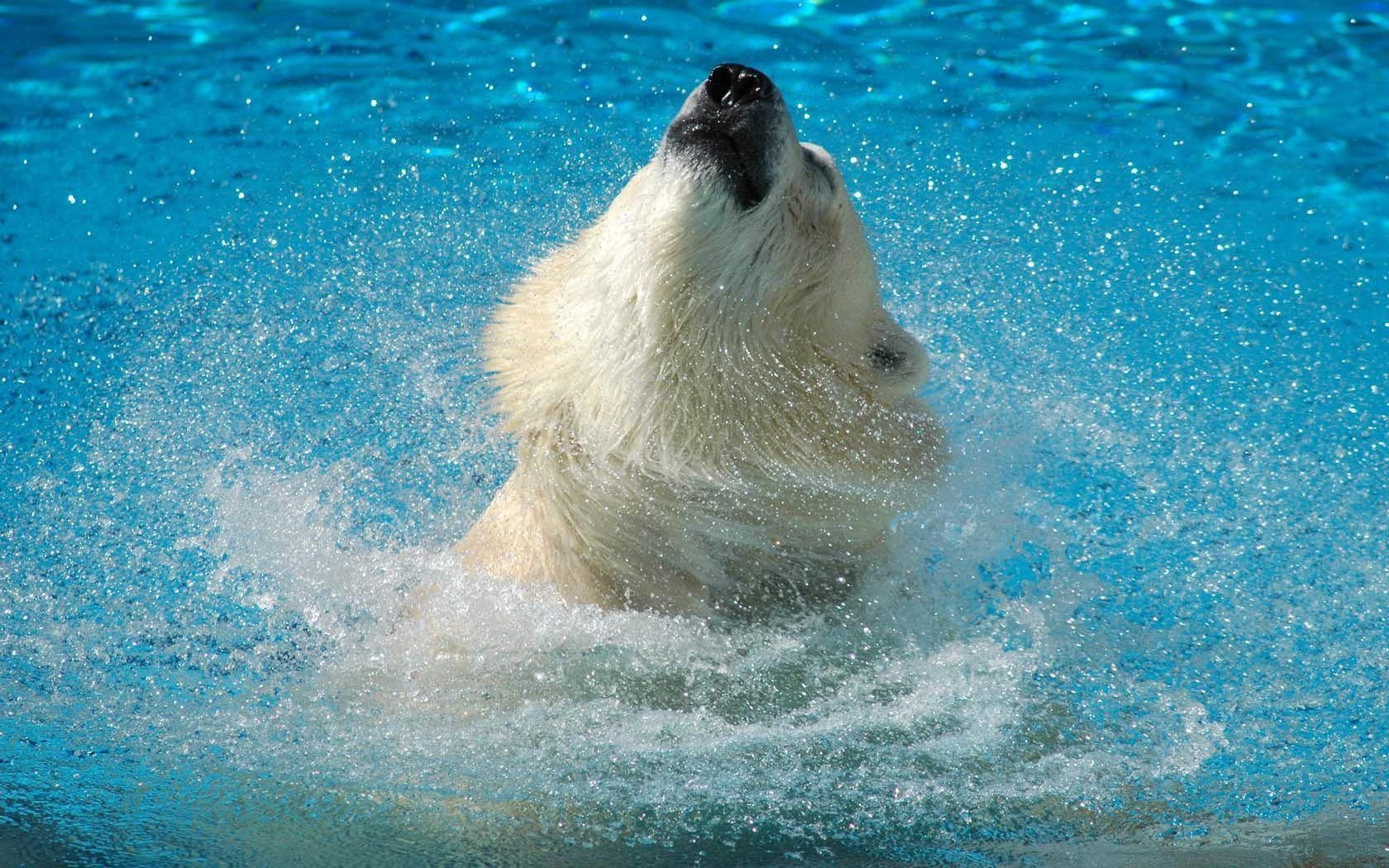 1680x1050 Wallpaper For > Polar Bear Swimming Wallpaper, Desktop