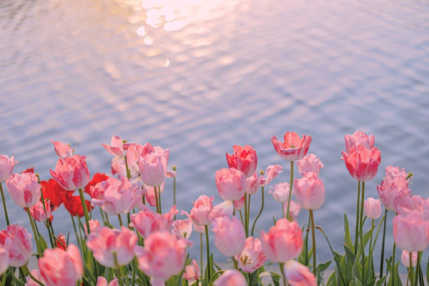 1620x1080 Tulips Aesthetic Wallpaper Free Tulips Aesthetic Background, Desktop