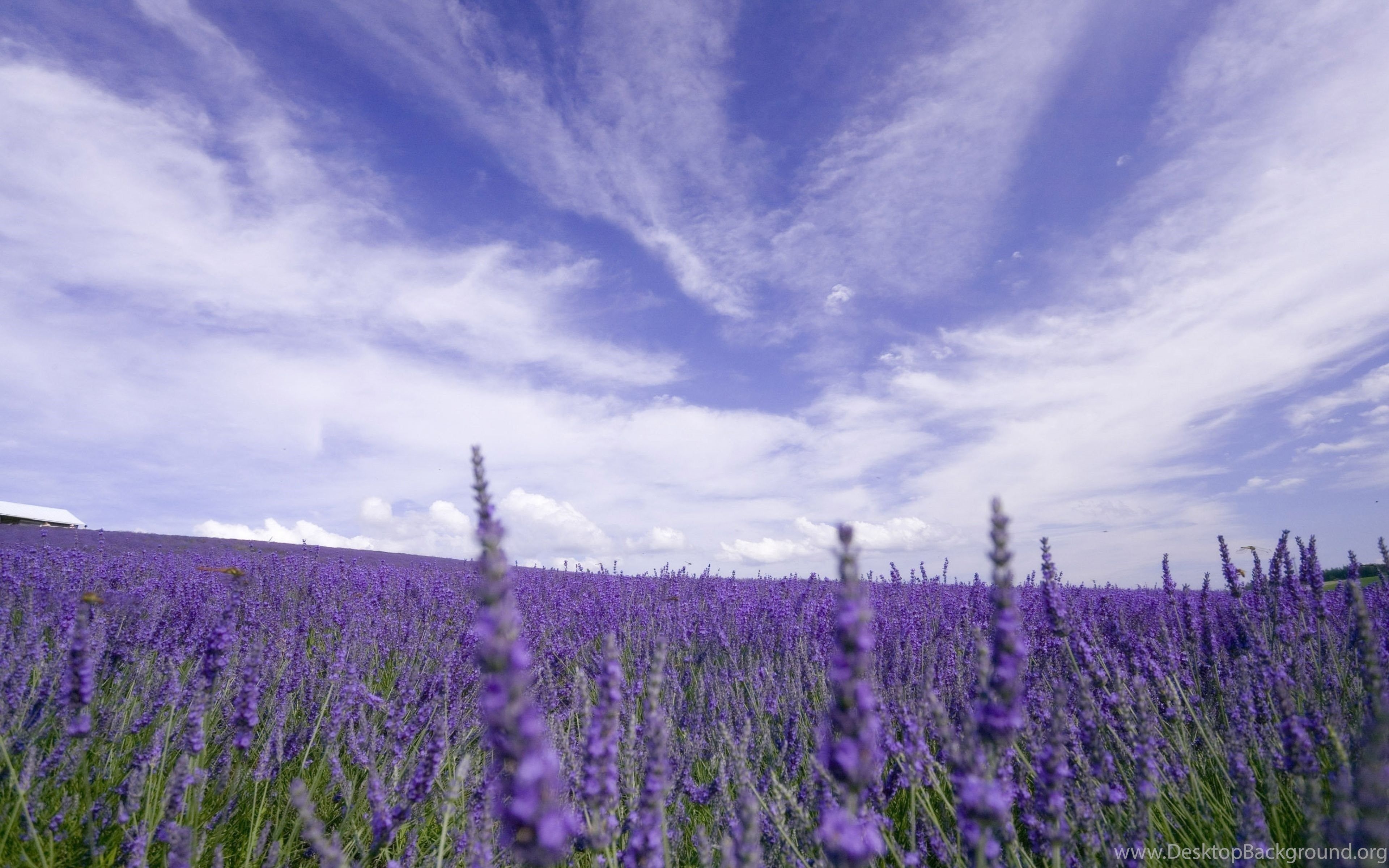 3840x2400 Ultra HD 4K Lavender Wallpaper HD, Desktop Background. Desktop Background, Desktop