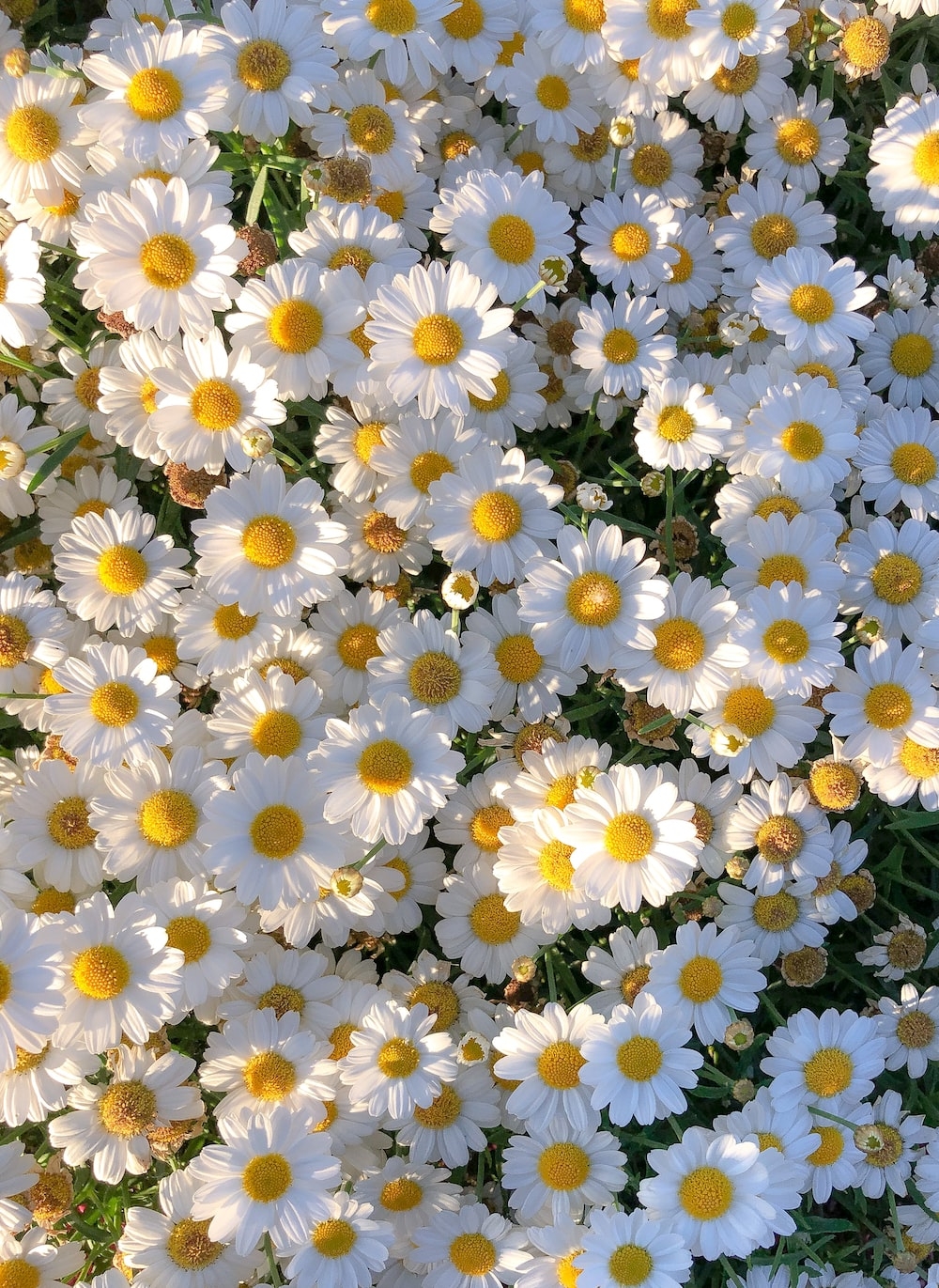 1000x1380 white and yellow daisy flowers photo, Phone