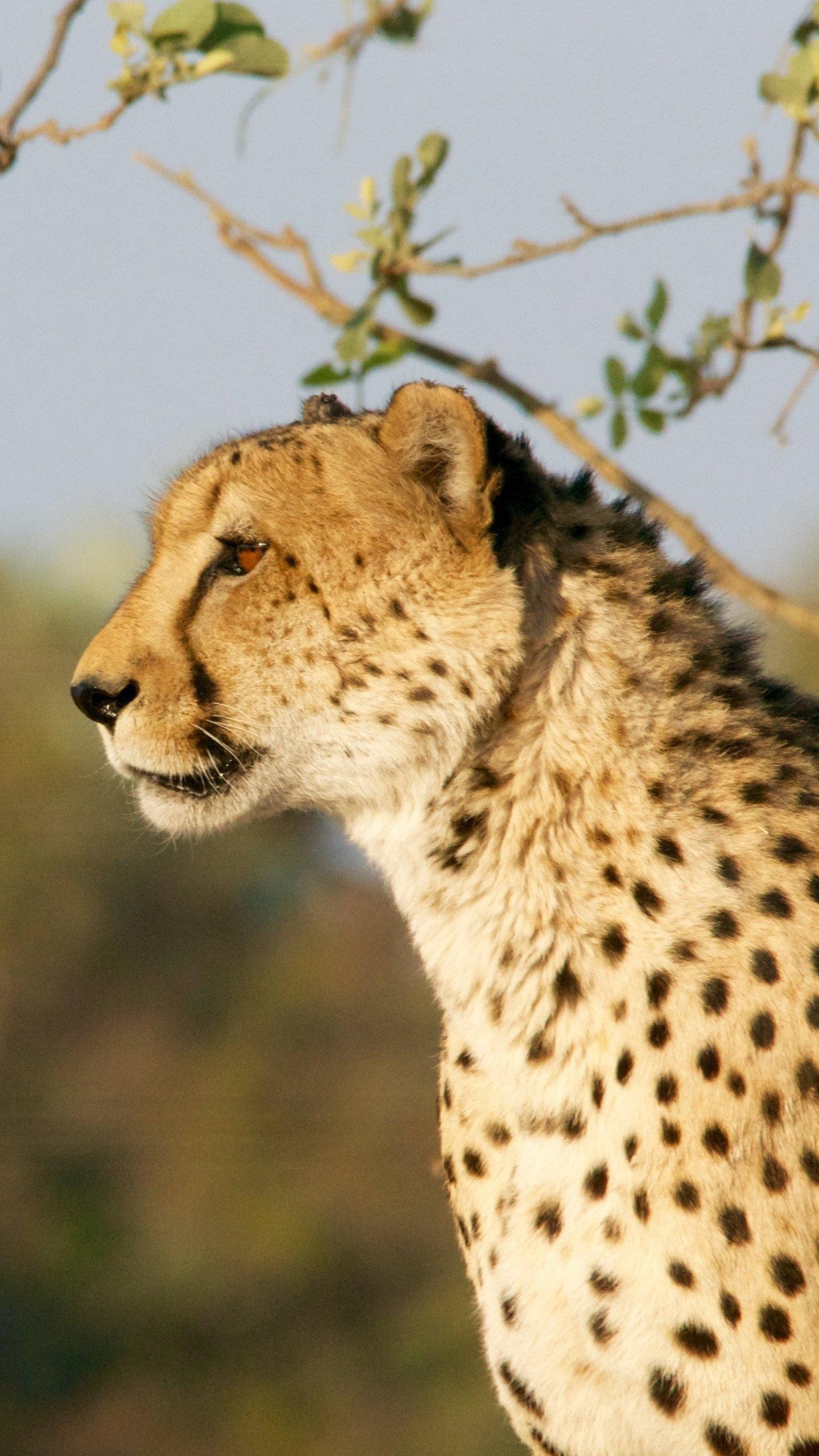 1440x2560 Cheetah Wallpaper, Android & Desktop Background, Phone