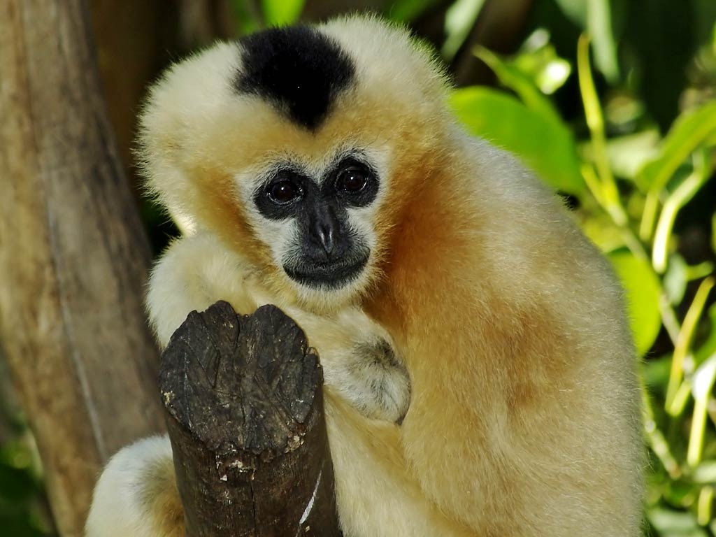 1030x770 Gibbon Wallpaper and background, Desktop