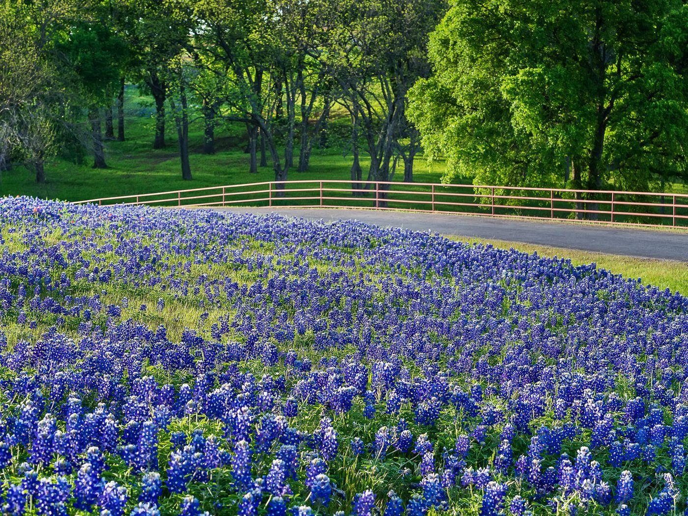 1400x1050 Best places to see bluebonnets in Austin and the Texas Hill Country, Desktop