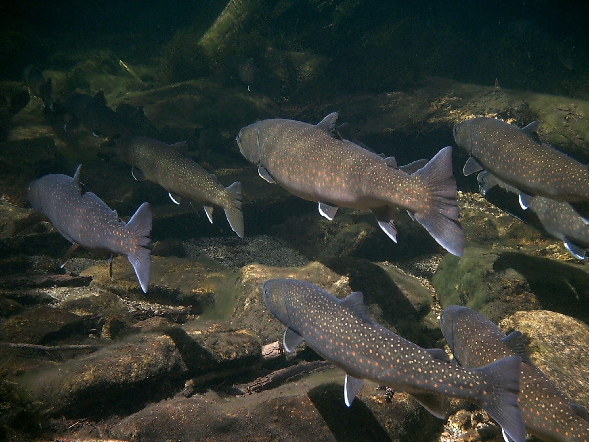 2050x1540 Bulls trouts back view photo and wallpaper. Cute Bulls trouts back, Desktop