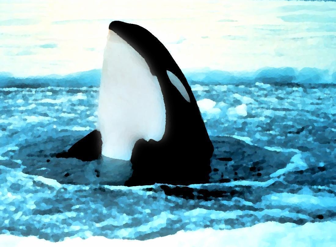 1100x810 orca popping out of ice painting wallpaper, Desktop