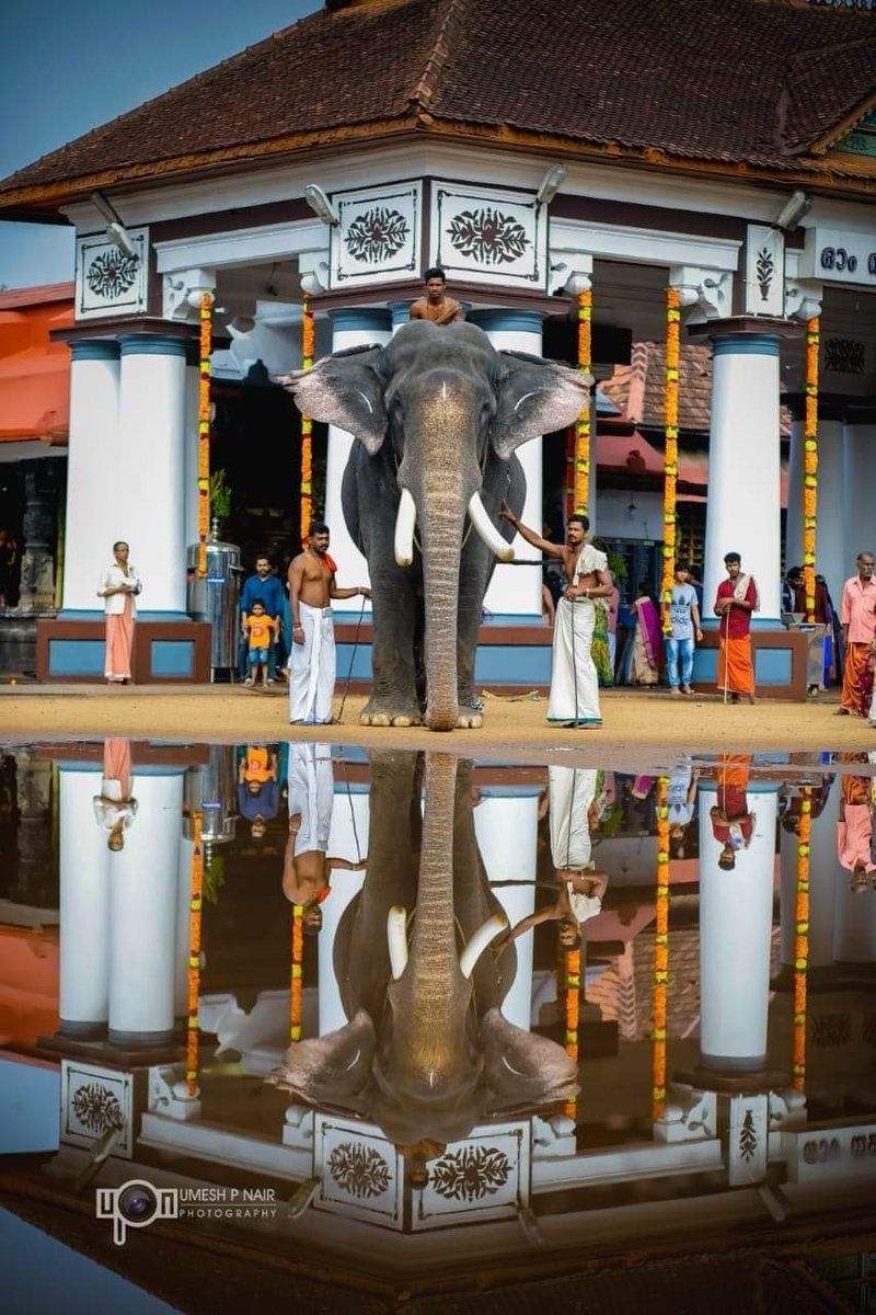 800x1200 Kerala: King of Tuskers, Pambadi Rajan is at Vaikom temple!, Phone