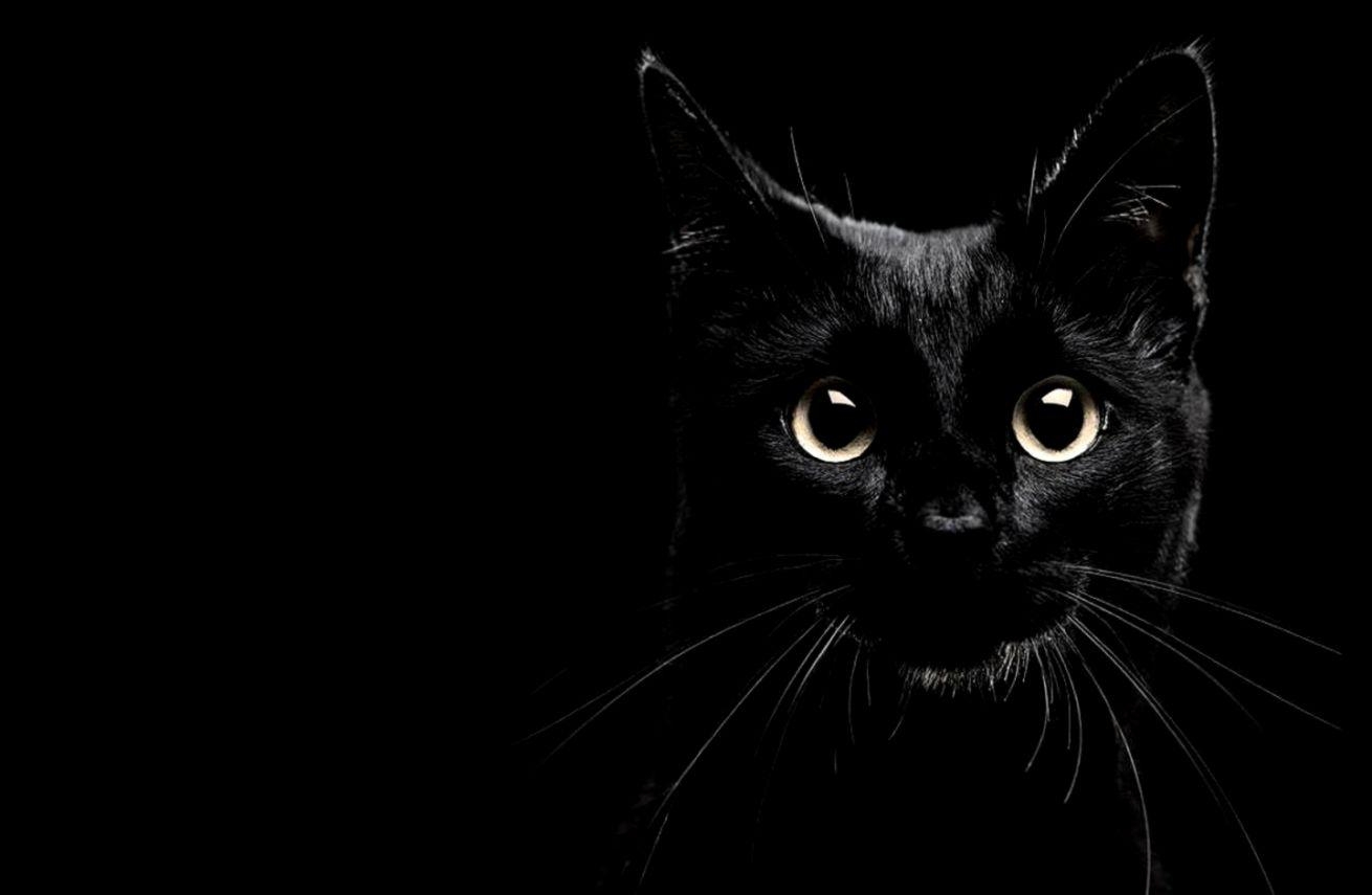 1310x860 Black Cat HD Wallpaper, Desktop