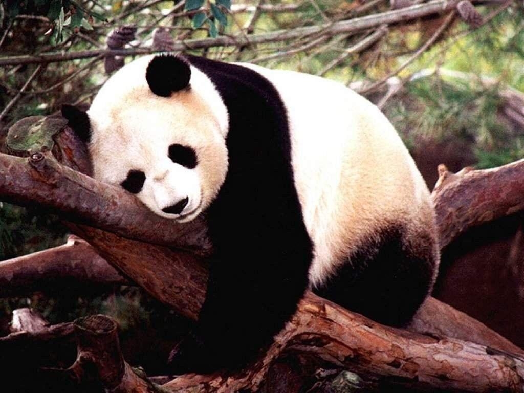 1030x770 Baby Panda Bear Wallpaper, Desktop