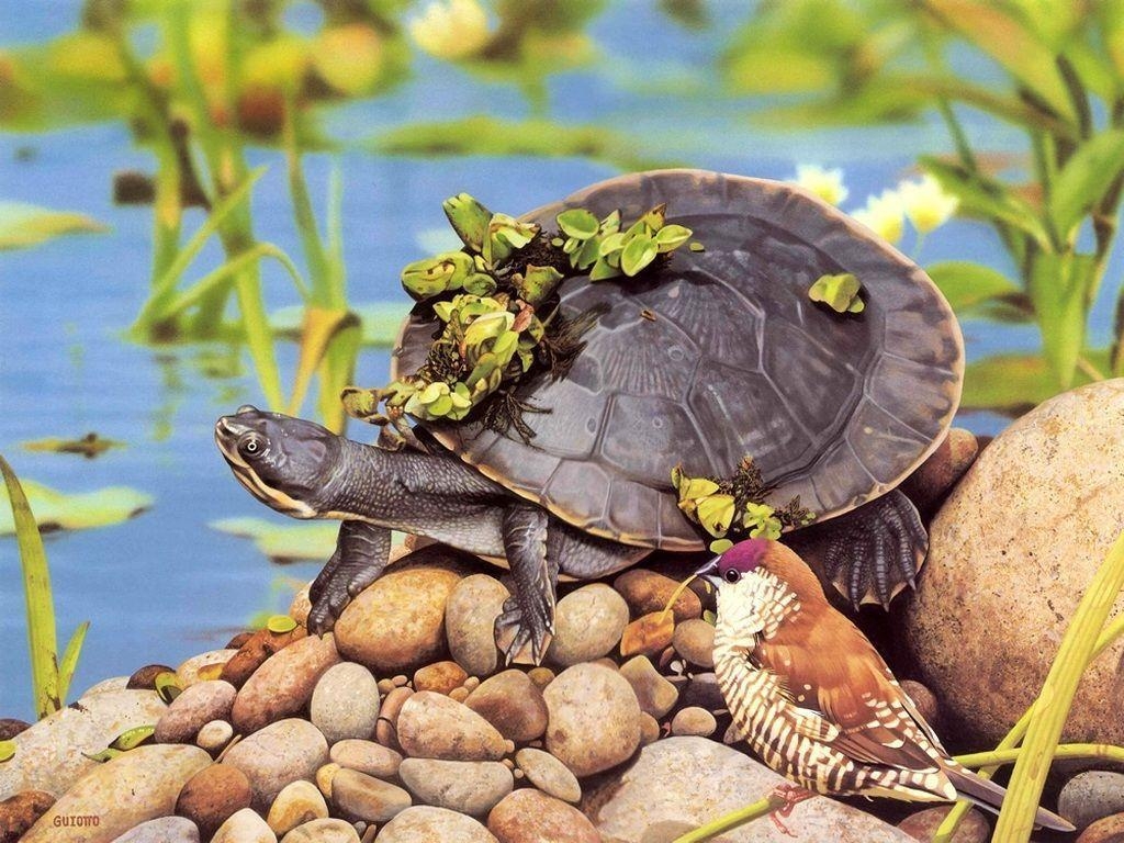 1030x770 Turtle Wallpaper, Desktop