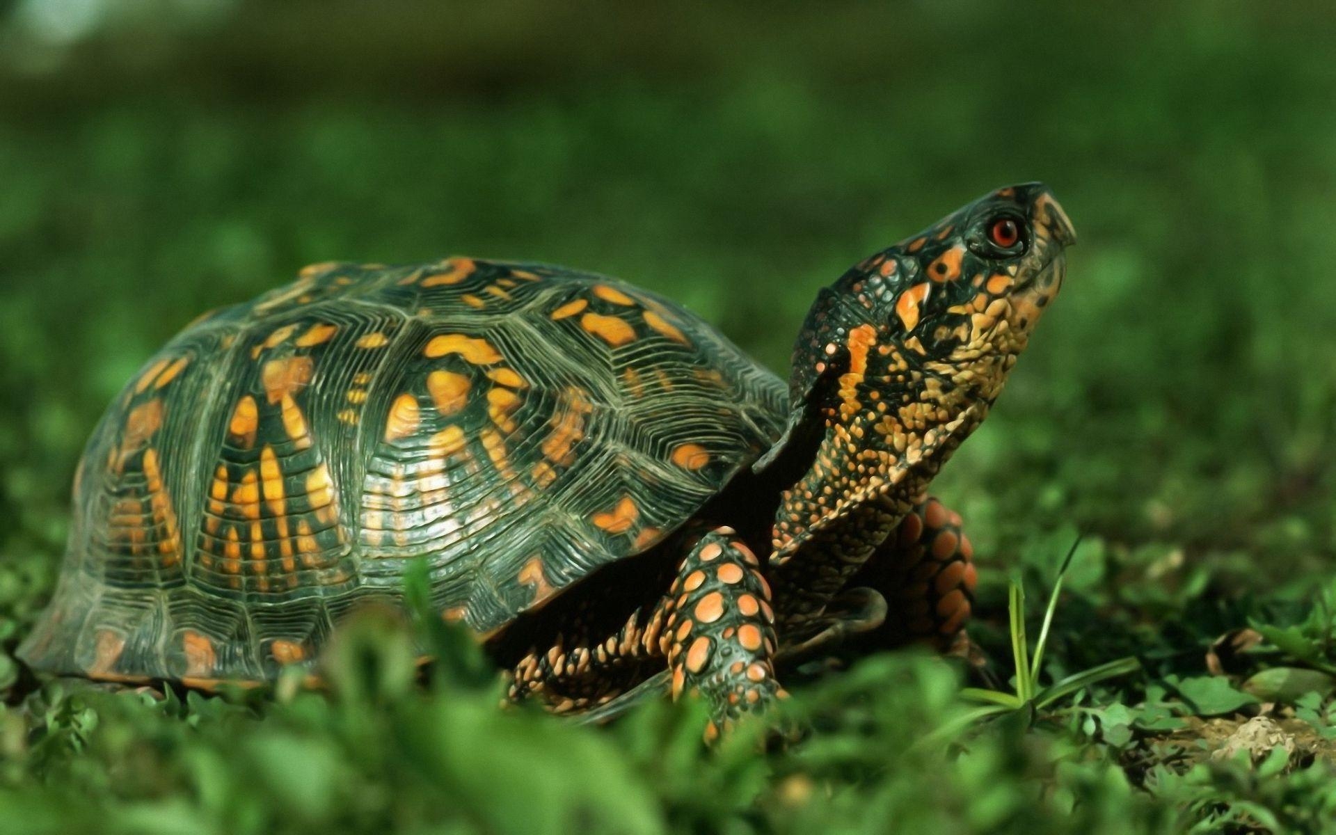 1920x1200 Tortoise Wallpaper for PC. Full HD Picture, Desktop