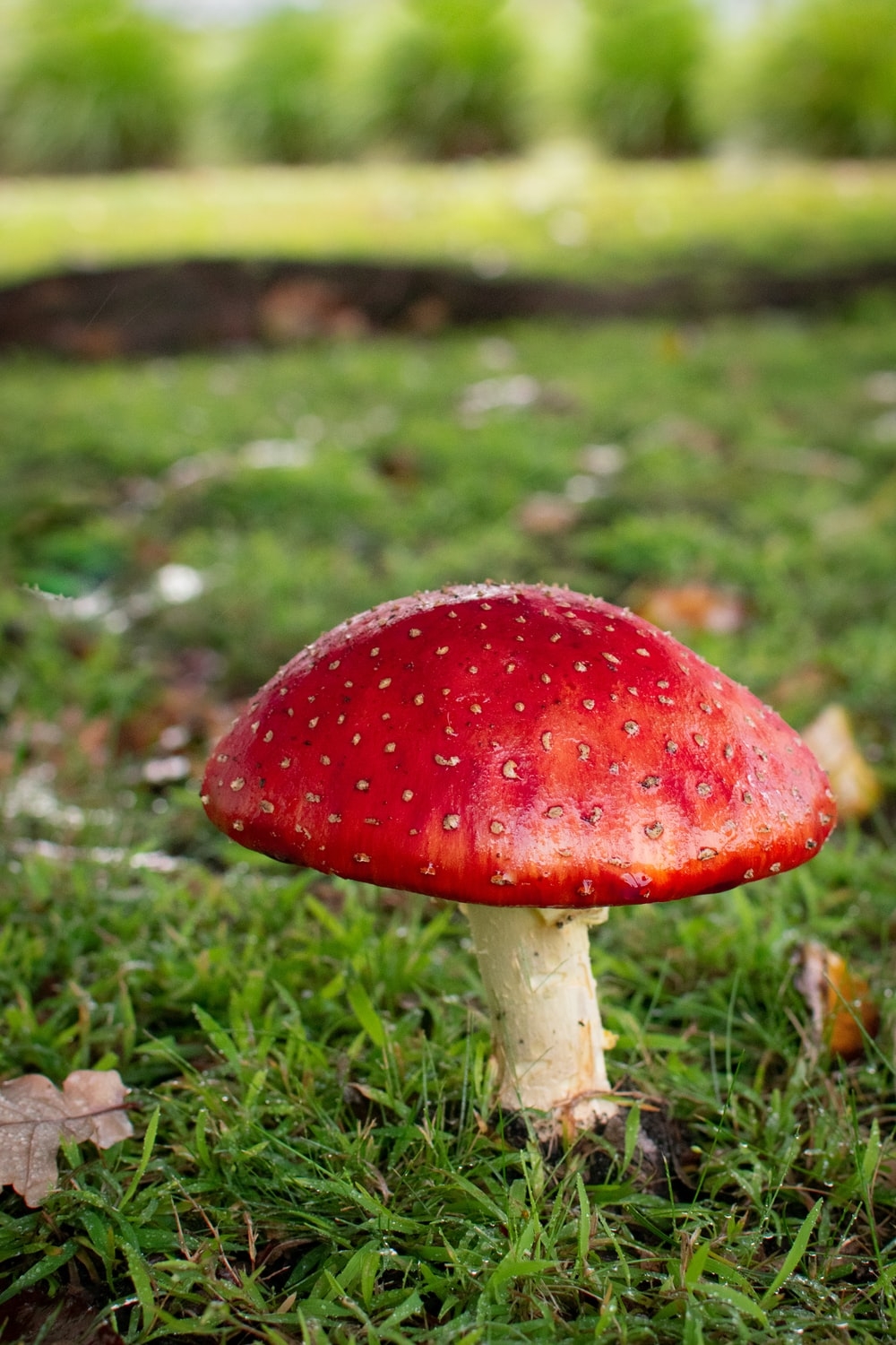 1000x1500 Mushroom Picture [HD]. Download Free Image, Phone