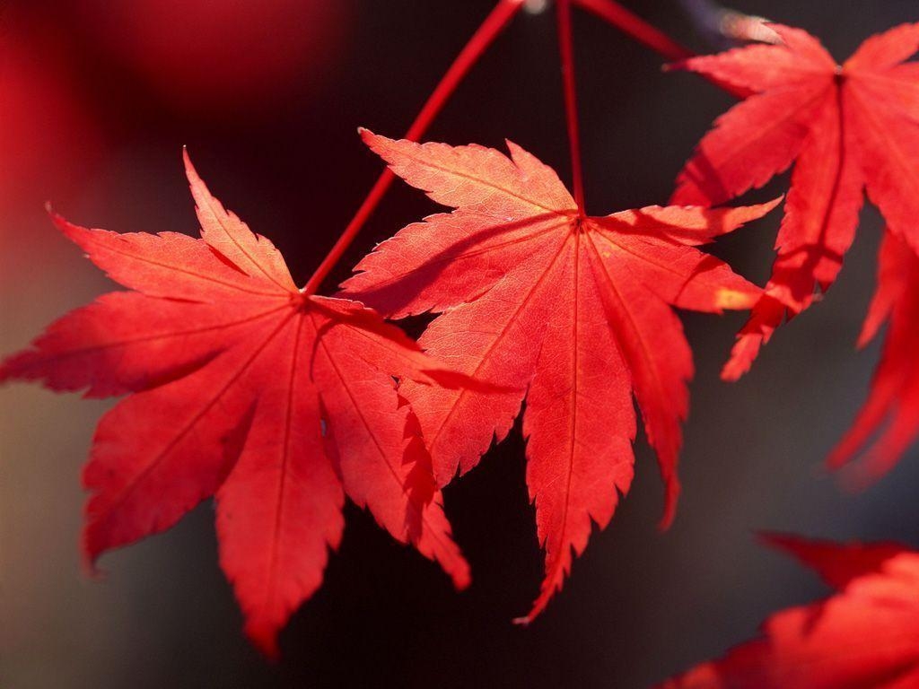 1030x770 Red Leaves 321 8, Desktop