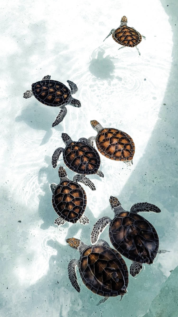 750x1340 Download Cute Sea Turtles Art iPhone Wallpaper, Phone