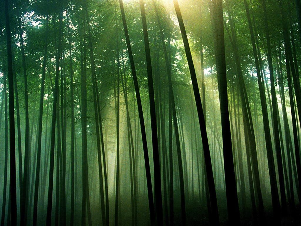 1030x770 Bamboo Forest Japan Computer Wallpaper, Desktop