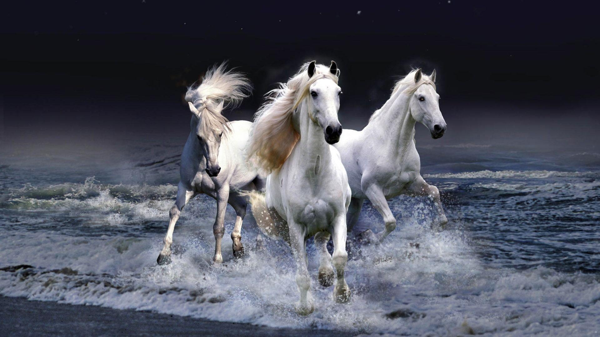 1920x1080 White Horses wallpaper Wallpaper HD, Desktop