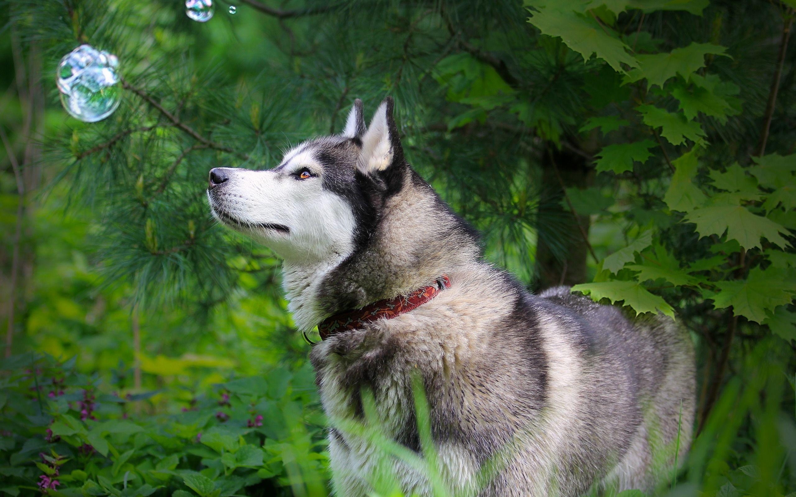 2560x1600 Siberian Husky, Desktop