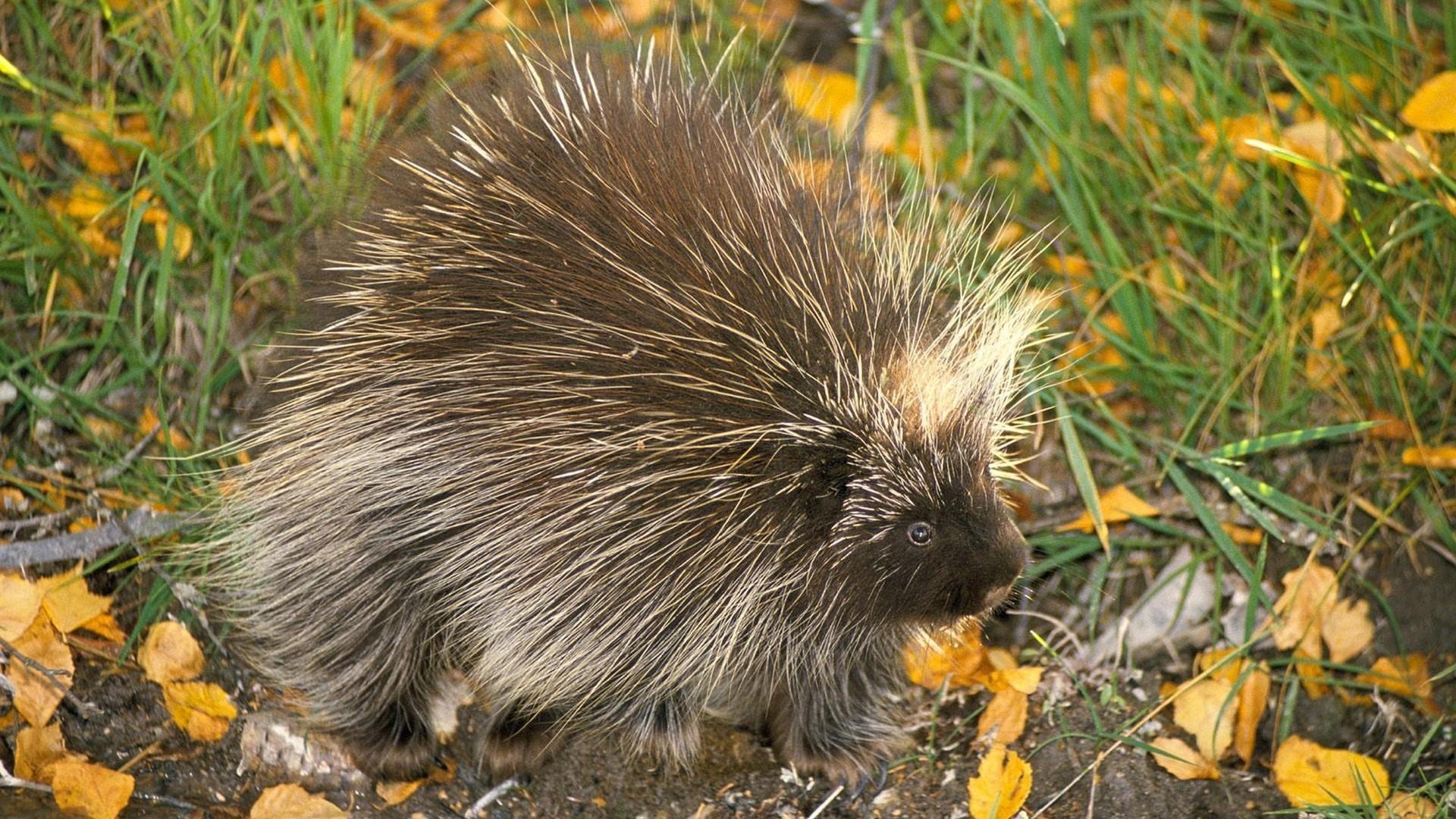 1920x1080 Don north american porcupine animals nature porcupines wallpaper, Desktop