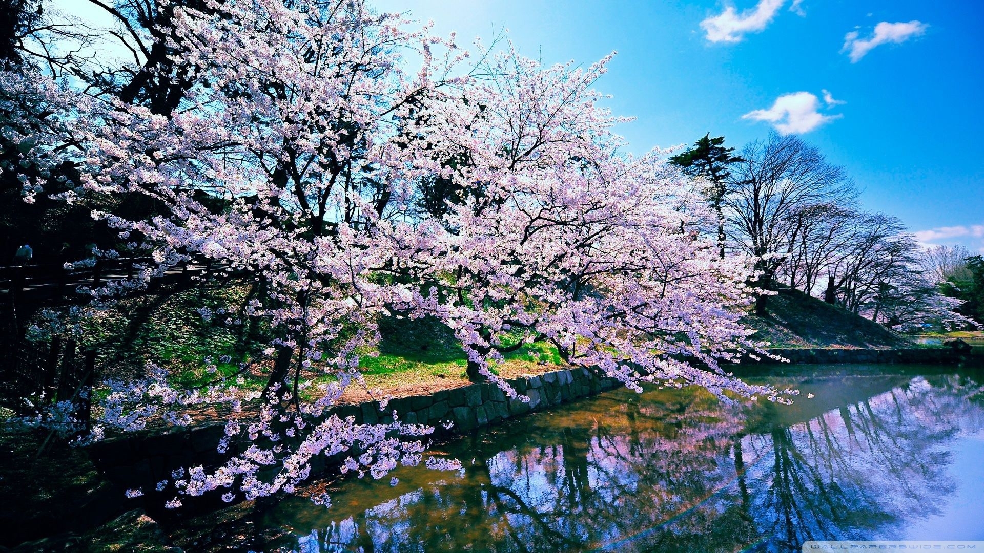 1920x1080 Cherry Blossom Tree Desktop Wallpaper Free Cherry Blossom Tree Desktop Background, Desktop