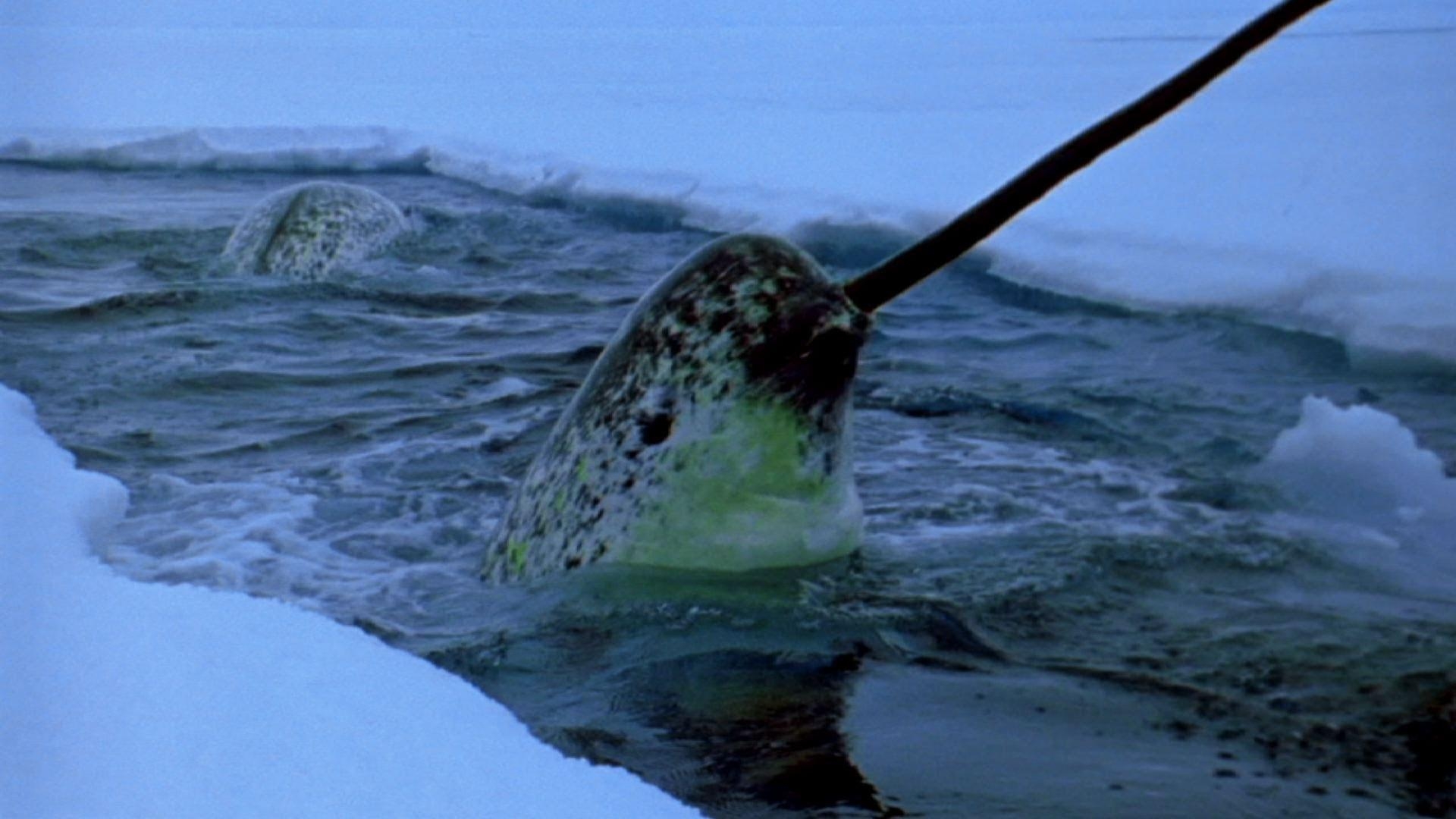 1920x1080 Narwhal HD Image HD Desktop Wallpaper, Instagram photo, Background, Desktop