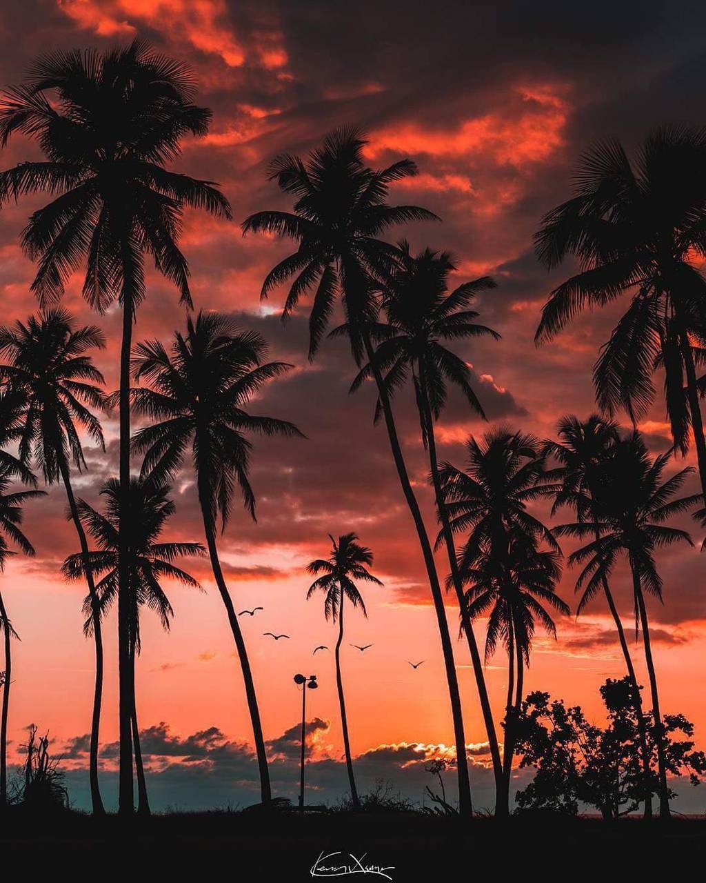 1030x1280 Palm Tree Sunset wallpaper by behdad23.zedge.net, Phone