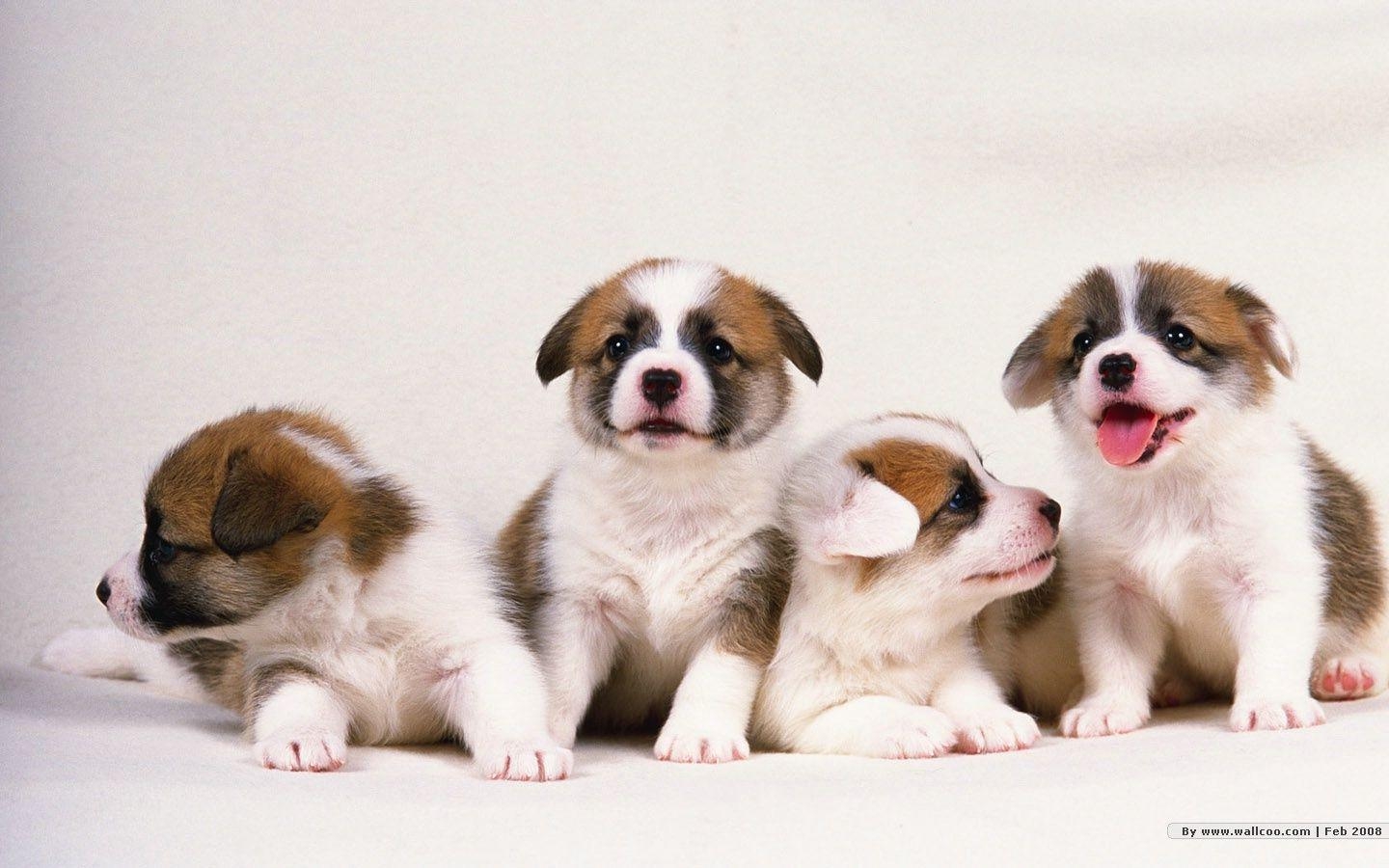 1440x900 1440*900 Lovely Puppy wallpaper / Lovely Puppies Photo, Desktop