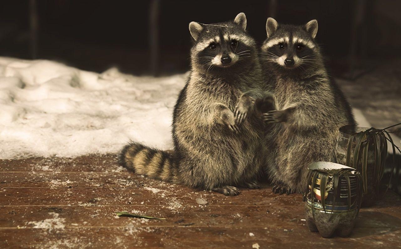 1280x800 Wallpaper Raccoons pretty Two Animals, Desktop